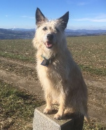 Belle - Bouvier des Ardennes